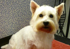 Dial a Dog Wash Mobile Groomers Leamington: Toby,the Westie, very proud of his new clip!