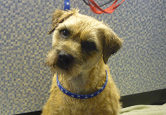 Dial a Dog Wash Mobile Groomers Leamington: Tye, the border terrier, his usual cheeky self!