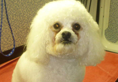 Dial a Dog Wash Mobile Groomers Leamington: Buttons, the Bichon, looking very handsome