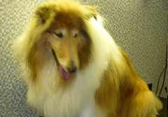 Dial a Dog Wash Mobile Groomers Leamington: Bob, the Rough Collie, looking majestic