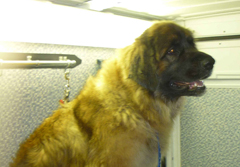 Dial a Dog Wash Mobile Groomers Leamington: Piper, the Leonberger (she's BIG!!!)
