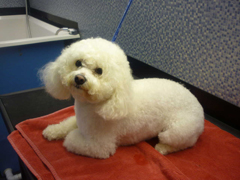 Dial a Dog Wash Mobile Groomers Leamington: Scampy, the Bichon, looking cute